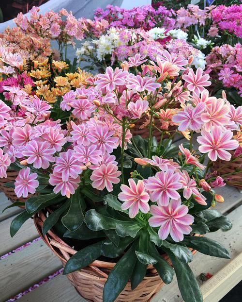  「新型」忘了绿萝吊兰，此新型植物“露薇花”，花叶俱美，三季开花