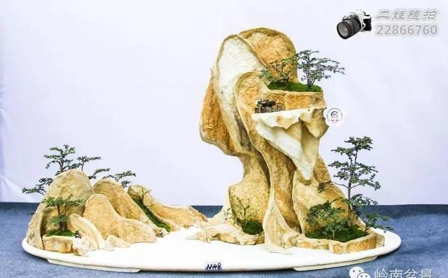 把温江盆景卖到欧洲去