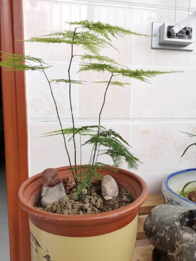  家里的文竹|文竹一到夏天就徒长，枝条乱爬太难看，其实矮壮很简单！
