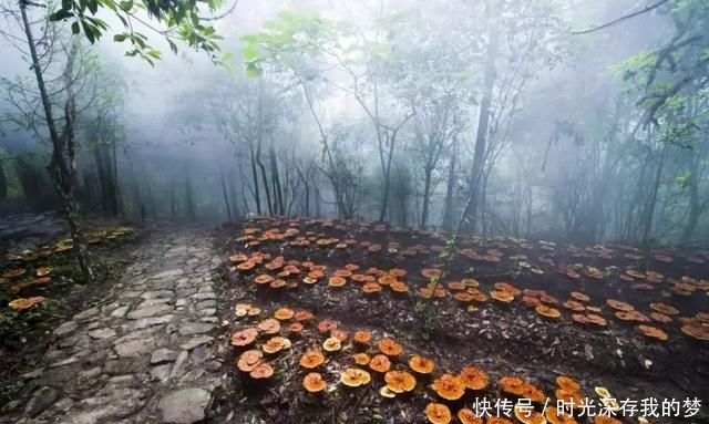 丽水有个隐藏在大山深处的世外桃源，带家人去走走吧