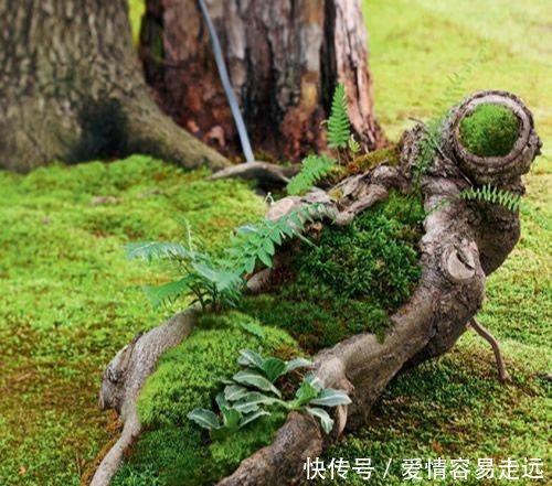  『细枝羽藓』日式庭院不可缺少的一种植物，有了它庭院便充满了禅意