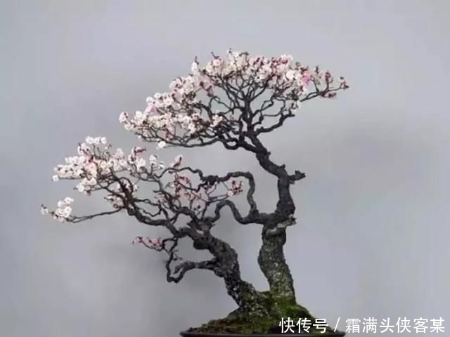  [栽种盆景]玩盆景，已成为当下追求高品质生活的一股潮流