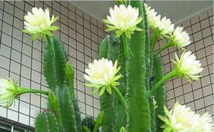  「长寿花」3种花养家里，人养花、花也养人，镇宅又旺运，比啥花都好！