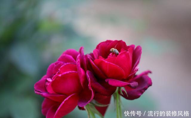『花无』月季——只道花无十日红,此花无日不春风