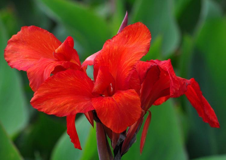 #韵味#这5款花草夏天养,花大色艳花势旺,养在家里洁白如玉,韵味十足