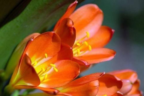  「植物」养了花，怎么延长花期？