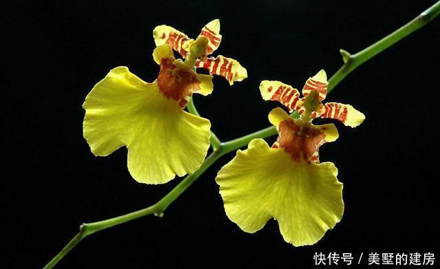  #漂亮#养花就养此3种，开花漂亮韵味十足，室内养一盆，净化空气好运到