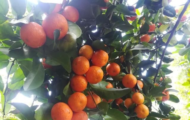  【收购价】砂糖橘市场波动大，收购价每斤从5元降到1元，果农心