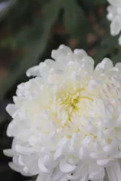 黄金九月楼观的花海开啦！赏花海、品花宴，全都不能错过！