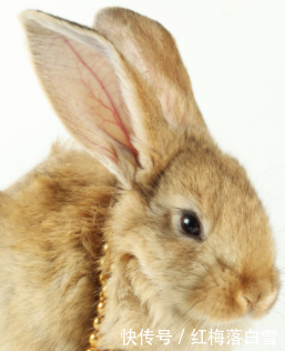  [兔子]农民养兔子能致富，100只兔子一年可以赚6万块，为啥没人
