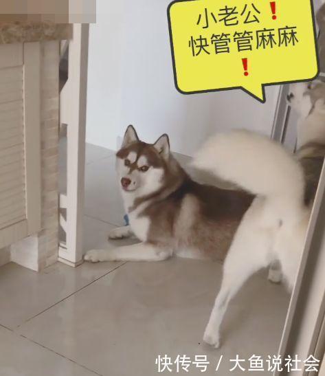  「哈士奇」主人在上厕所俩哈士奇过来捣乱，二哈麻麻被马桶绑架了