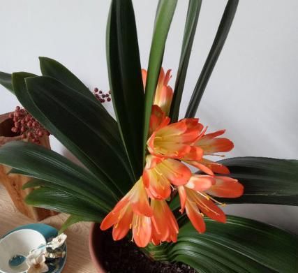  『根部』君子兰黄叶烂叶,狠心一刀砍光,7天后竟冒绿芽,变成群兰开满花