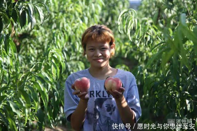 阳信县20万斤富硒蜜桃熟了，等你来采摘