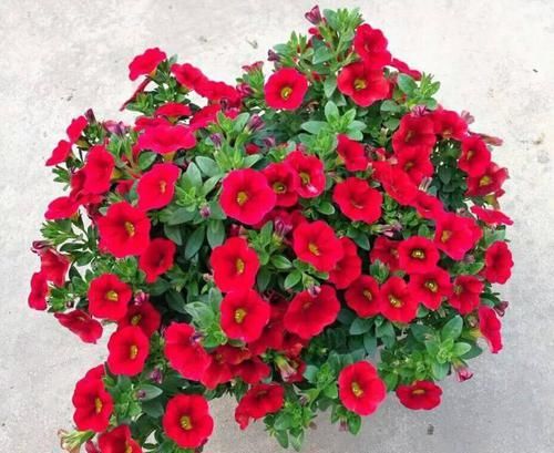  『时间长的花』盆栽花卉易凋谢？选这3种花，花期长、开花量大，易养护