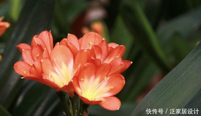 【艳丽】适合家养的3种花,花色艳丽人见人爱,一年四季开花不断,美极了