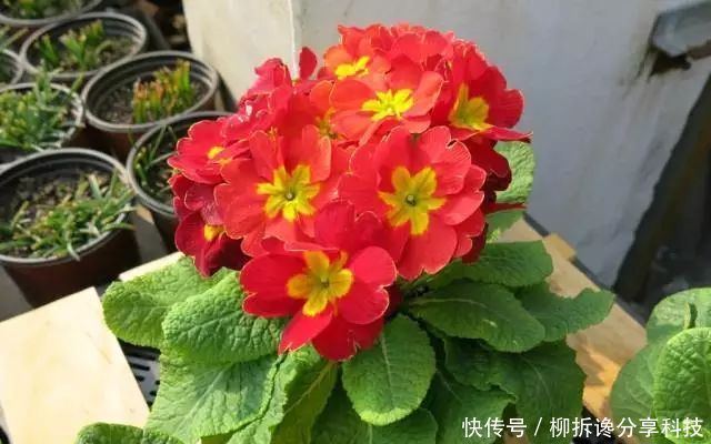 杀菌消毒:什么多菌灵都不如这种药水,养花生根快,还能延长花期