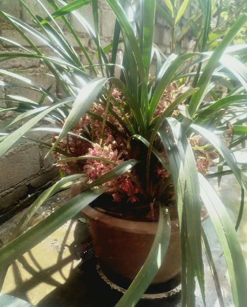  『经验』兰花浇水，不干不浇，浇则浇透的经验，误导了多少养兰人？