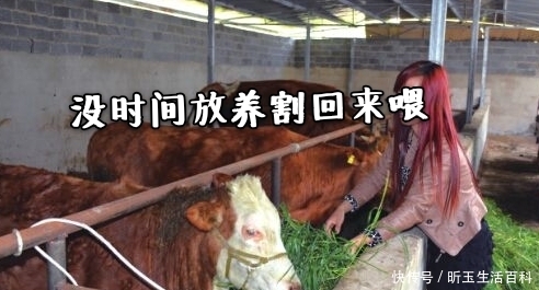  [农户]在农村零成本养牛每头牛纯利润可达上万元