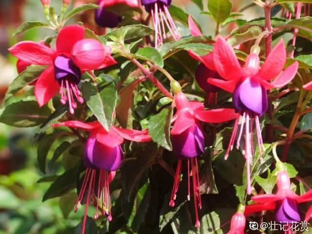  开出漂亮■阳春三月，出门踏青，原来有这么多漂亮花！