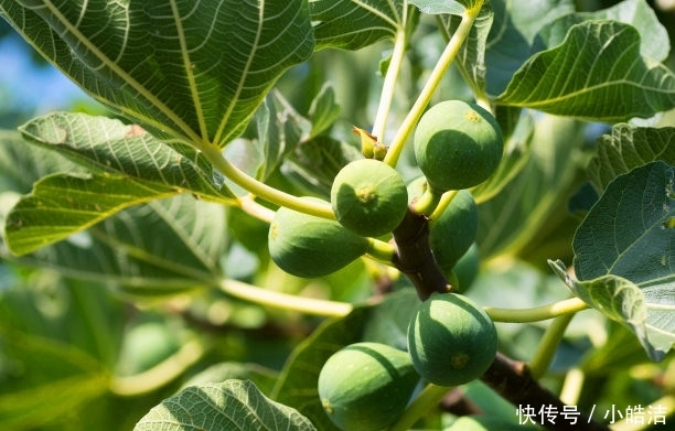  受益@我是无花果，一直被误会没有花，其实我浑身都是宝，早知道早受益