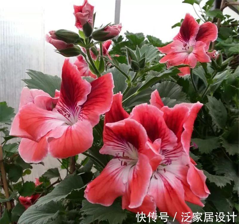  每种■110种天竺葵，每种都超美，看看你认识多少种？