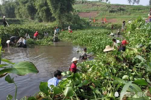  对漆树■碰不得摸不得，过去农民遇到就砍掉，如今树汁一斤300元