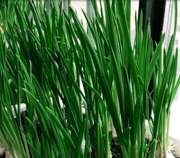 特别■阳台种菜,有4个“关键”,做对了,种菜一大盆,收获特别多