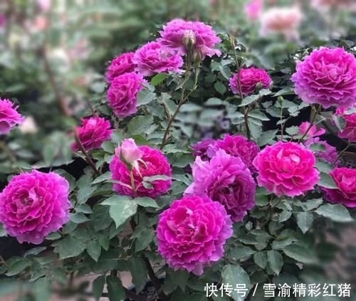 「院子里」想要个这样的小院子,门前屋后种满花,日子慢悠悠!