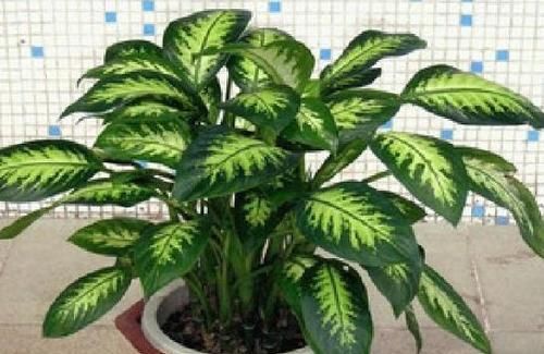  『全家』“甲醇、甲醛”怕2种植物，家里养一盆，呼吸舒畅，全家都健康