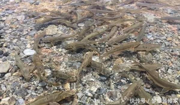 这个湖泊有上亿公斤的鱼，却没人敢捕捞！而且鱼量仍在增长