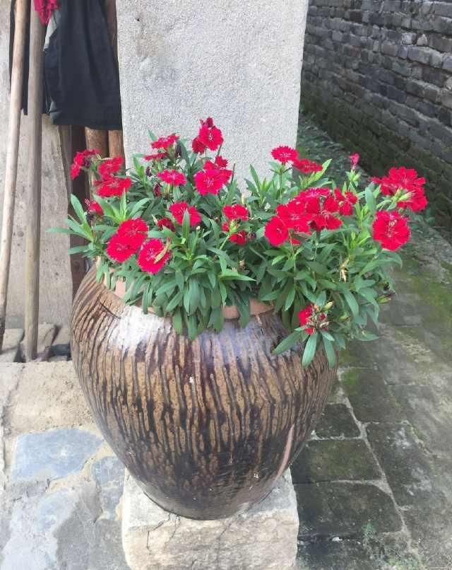 城里人咋想的？专从农村收购老物件，300斤猪槽也要买了放院子里