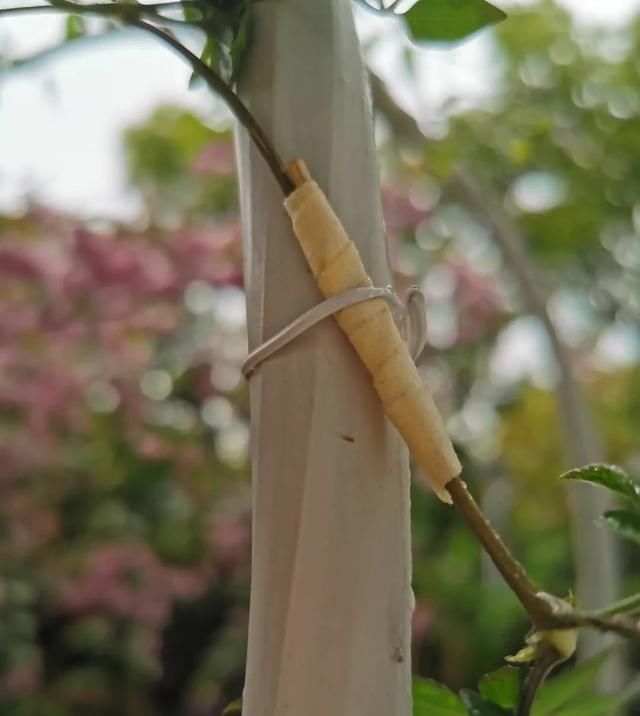  『铁线』铁线莲：韧如铁线，花开如莲，耐寒耐热，花园必备。