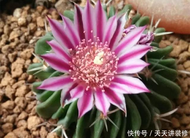  [图片作者]15种超级好养的花，不死鸟居然不是第一，“养花杀手”们试一试吧