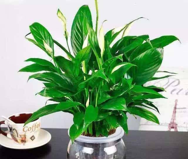  种植物@这种花在水培中生长得更好