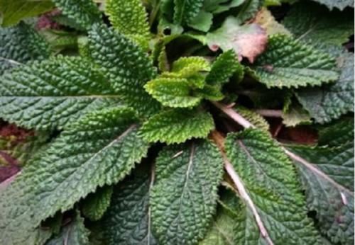  「杂草」农村常见的野草，过去被农民当杂草锄掉，如今却是清热