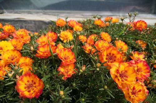  『只长叶不开』偷偷给妈妈养的太阳花狠狠剪了个光头，一个月后开花爆盆，真值