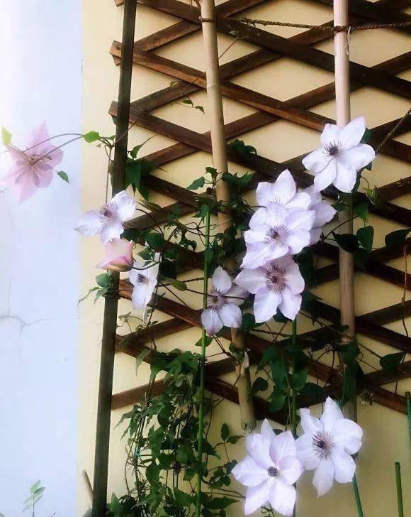  家里■家里养这几种爬藤植物，整面墙全是花