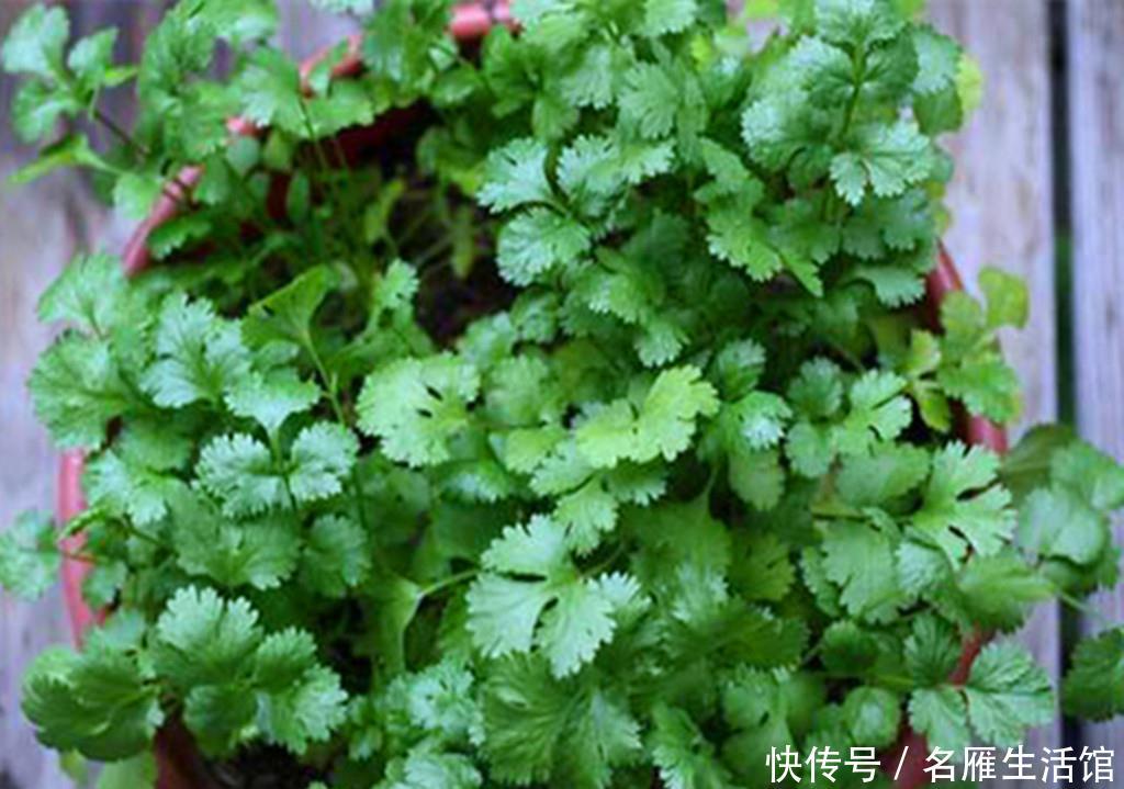  『紫叶生菜』阳台种菜不容错过的6种蔬菜，颜值超高，每一种都很值得种