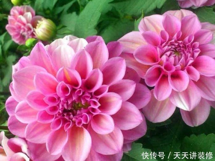  『春天』最适合春天养护的5种花，寓意好作用多，空气清新又旺财，很实用