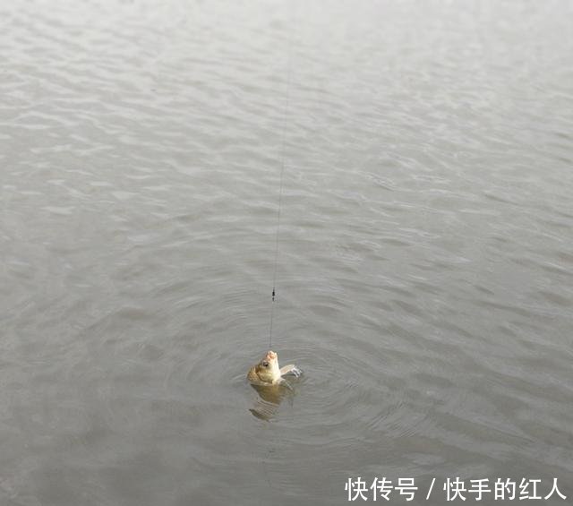 「子线」冬季子线长短决定上鱼率,你知道吗