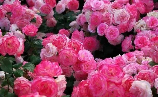「体温检测」第四届〈花乡玫瑰〉艺术节!门票无限量免费送!