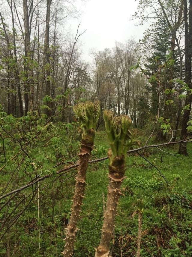  「回家」农村一种树，生在路边不起眼，以前砍了当柴烧，现在挖