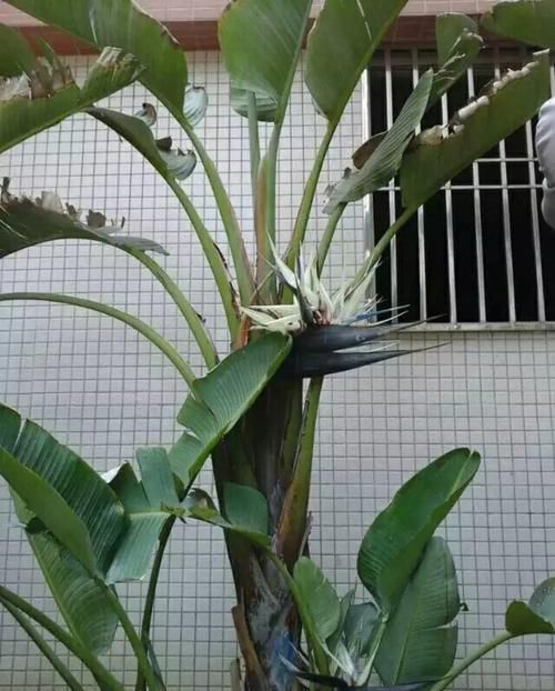  [油绿]5种寓意超好的花，没有院子也能养，叶子油绿一年比一年茂盛！
