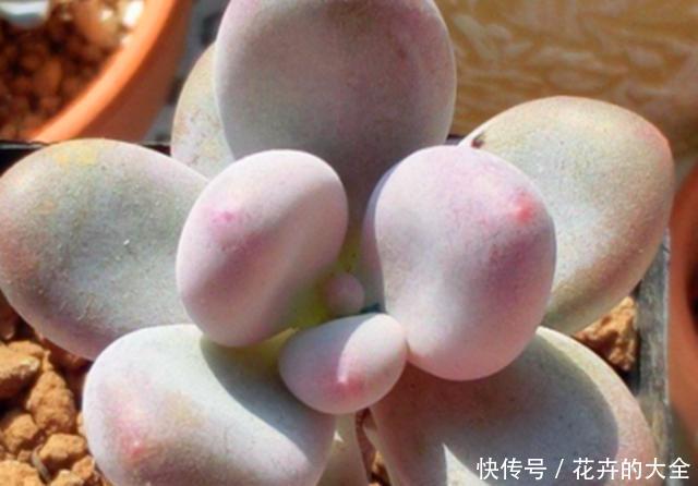  风华绝代@多肉里也有“美人”，还不止一个，养好了，个个风华绝代