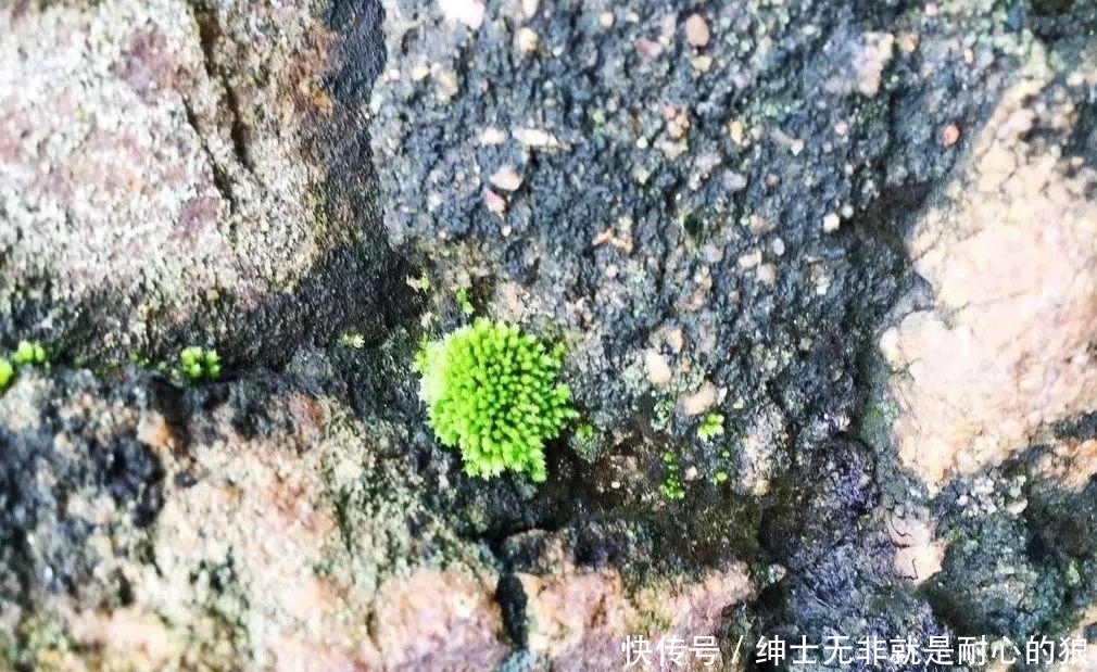 『苔藓』一竹一苔一盆景, “拥入怀中, 成就彼此”制法与图解