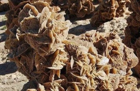 为什么说沙漠里的“玫瑰”可以捡，但“西瓜”千万不能碰？