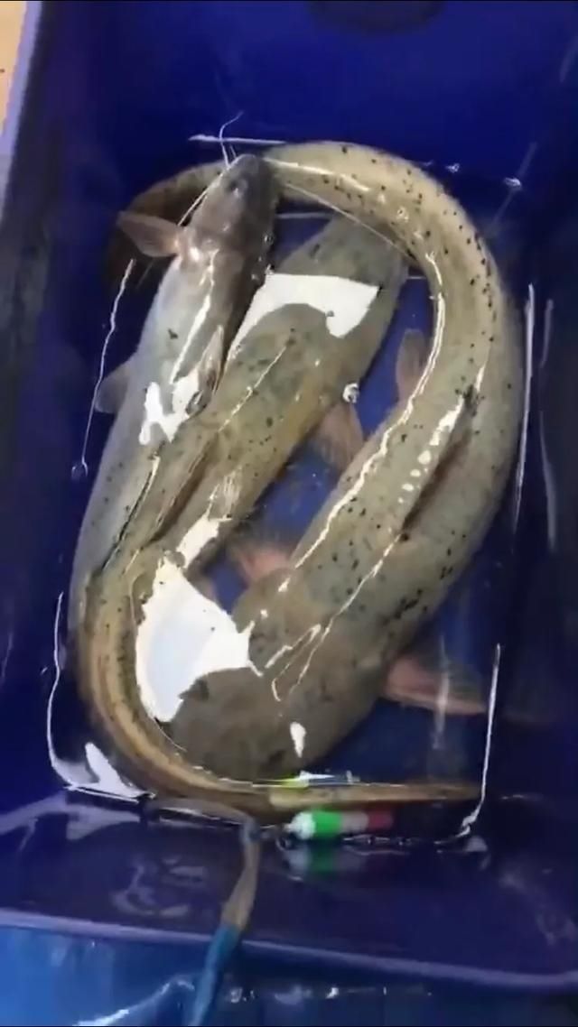  #我国#这种是我国最贵的淡水鱼品种之一，很多人即使钓到都舍不得吃