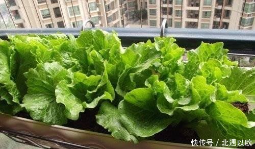  [就可以]阳台种几盆懒人菜，长的特别快，天天轮流吃，买菜少出门