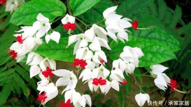  『快快』家养这些植物，阳台开出花海，一年四季可开花，快快养起来！