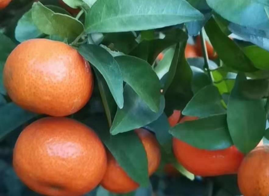  沃柑■砂糖橘产区白茫茫一片，产地销售不足一半，种植户如何走